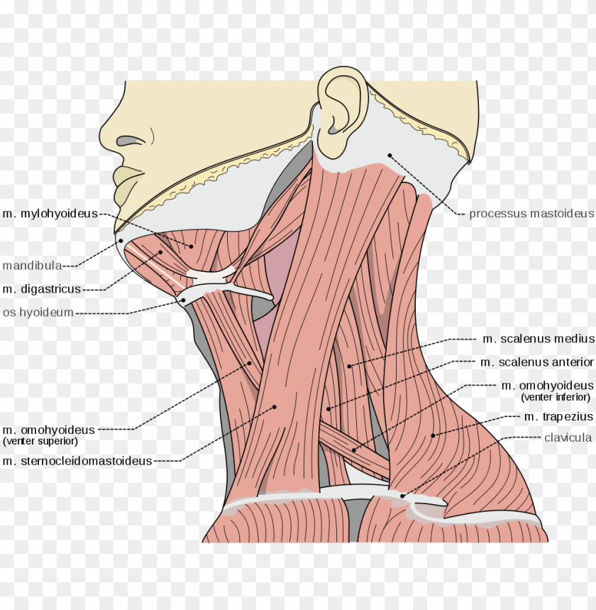 free-download-hd-png-scalene-muscles-scalene-muscles-m-digastricus