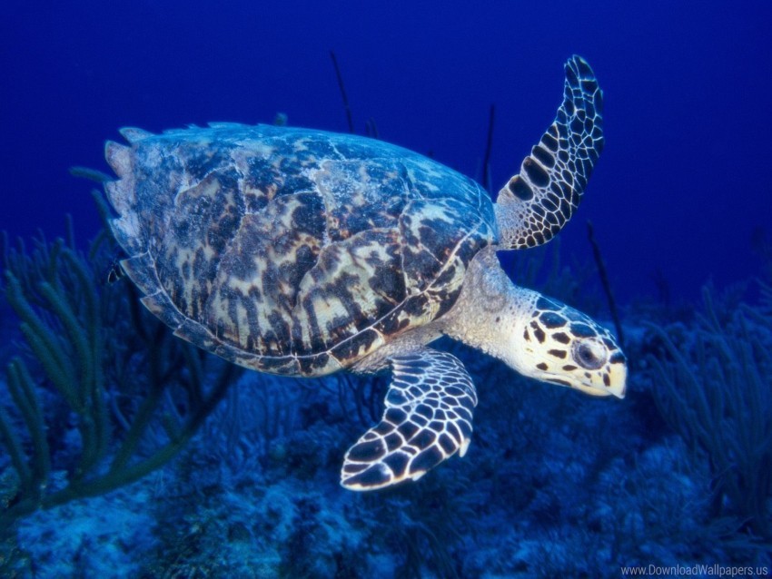 Free download | HD PNG sea turtle swimming underwater world wallpaper ...