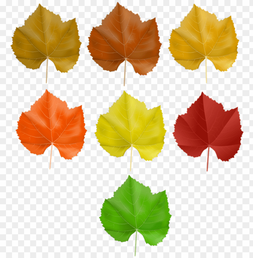 Free download | HD PNG set autumn leaves clipart png photo - 53612 | TOPpng