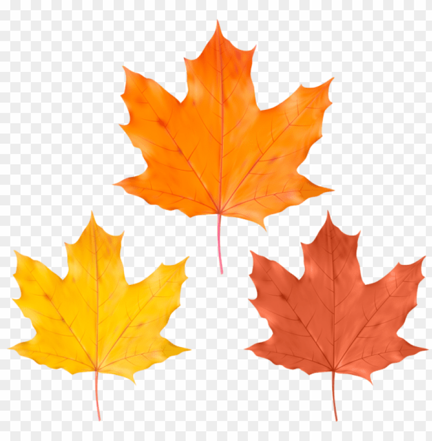 Free download | HD PNG set fall leaves clipart png photo - 52848 | TOPpng