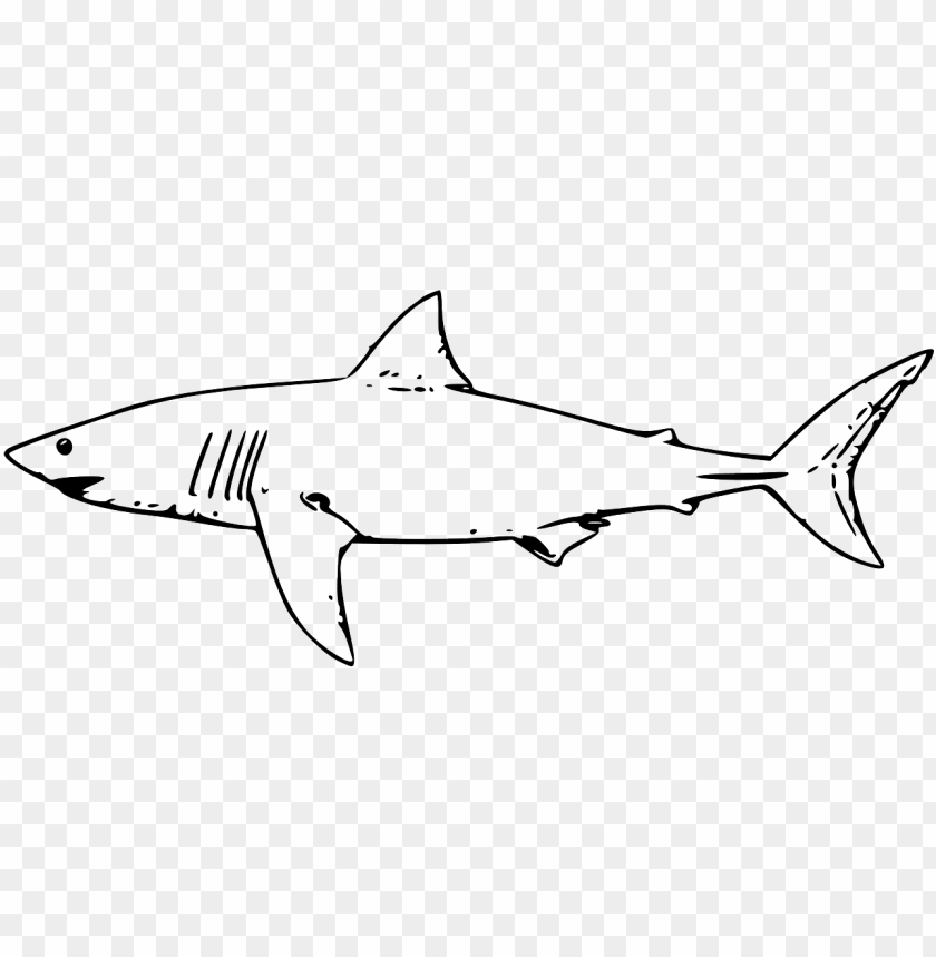 shark fish great white shark  lemon shark coloring pages