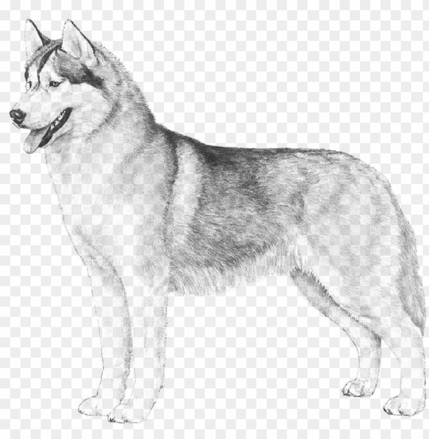Free download | HD PNG siberian husky german shepherd dog mix husky dog ...