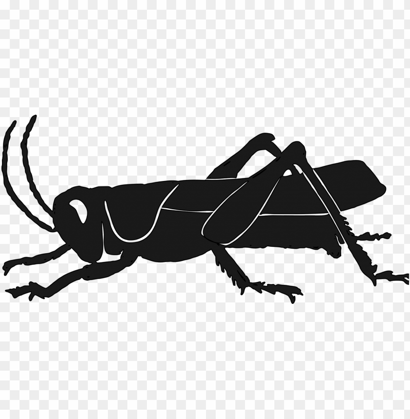 Free download | HD PNG silhouette insect grasshopper raccoon pest