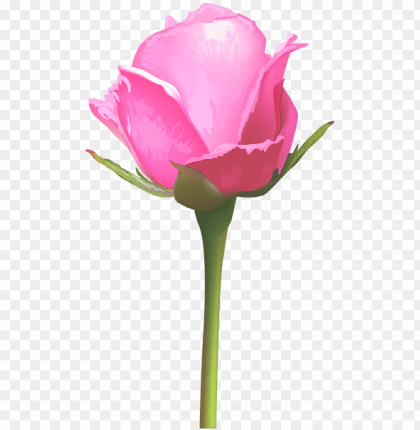 Single Pink Rose Png Free Png Images Toppng