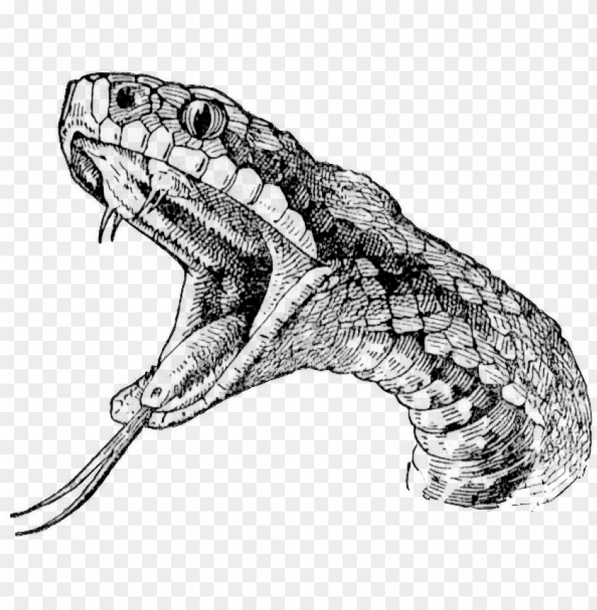 Download snake head tattoo drawings - realistic snake drawi png - Free