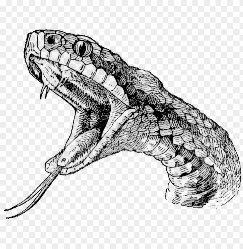 Free download HD PNG snake head tattoo drawings realistic snake drawi