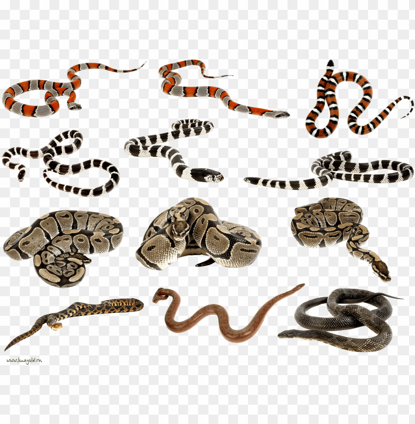 Free download | HD PNG snakes clipart png images python snake got balls ...
