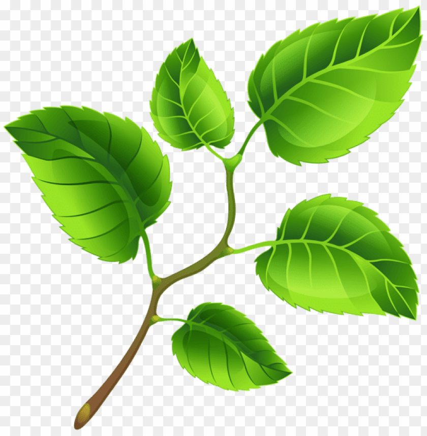 Free download | HD PNG PNG image of spring branch with a clear ...
