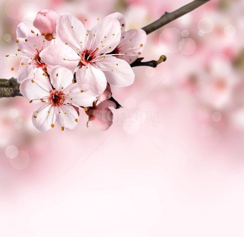 Free download | HD PNG pink spring branch blossoms background ...