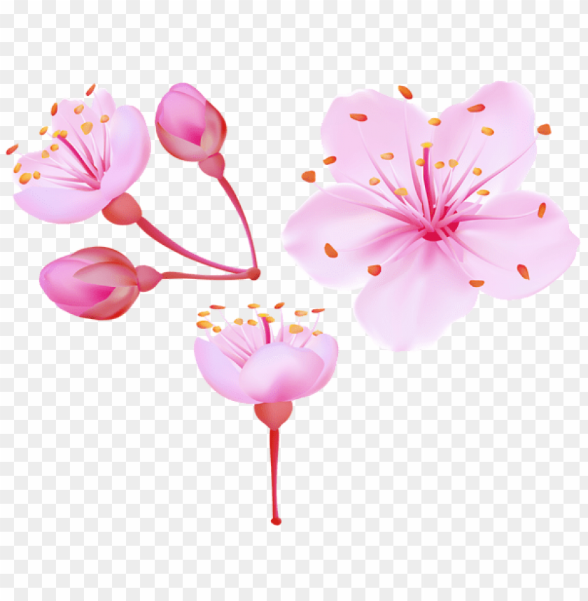 Free download | HD PNG PNG image of spring cherry blossoms with a clear ...