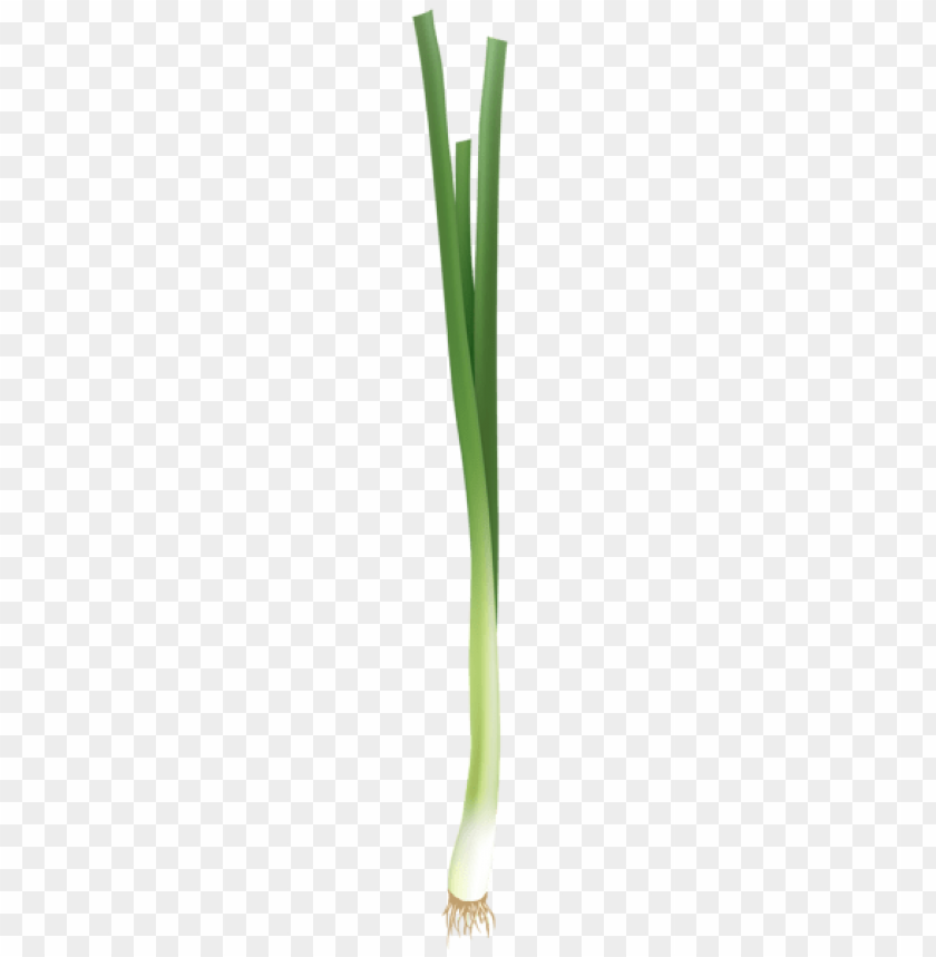 Free download | HD PNG Transparent spring onion PNG background - Image ...