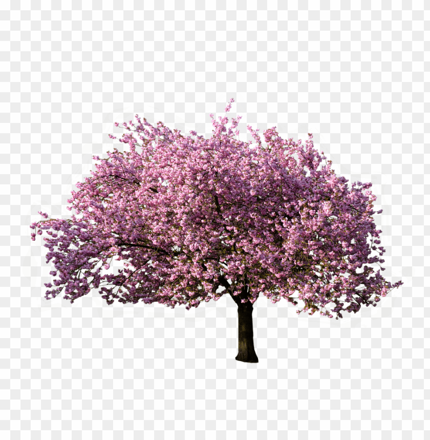 Free download | HD PNG spring tree png PNG transparent with Clear ...