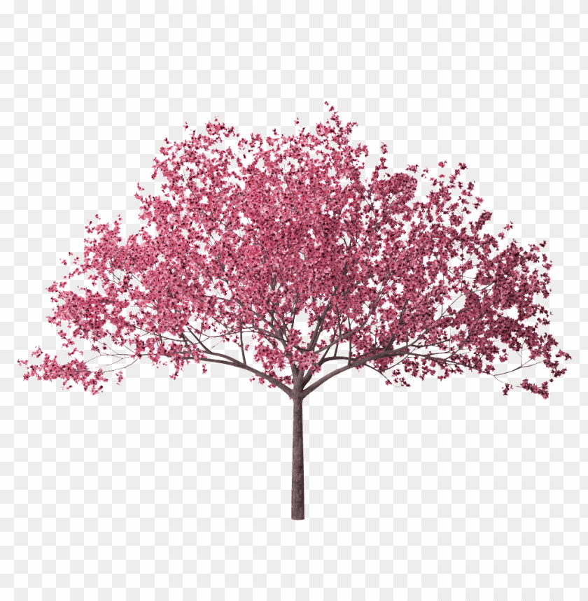 Free download | HD PNG spring tree png PNG transparent with Clear ...