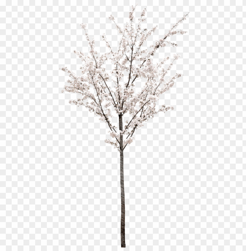 Free download | HD PNG spring tree png PNG transparent with Clear ...