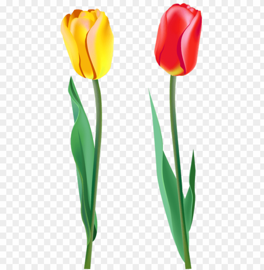 Tulips Png Cutout PNG Clipart Images TOPpng