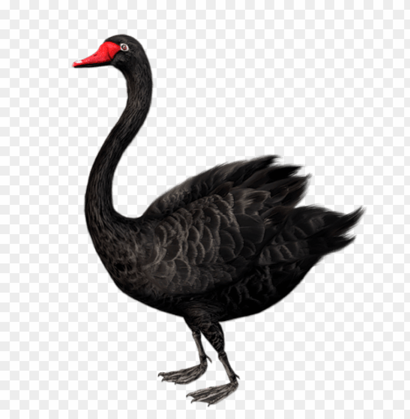 Download standing black swan free clip-art png - Free PNG Images | TOPpng