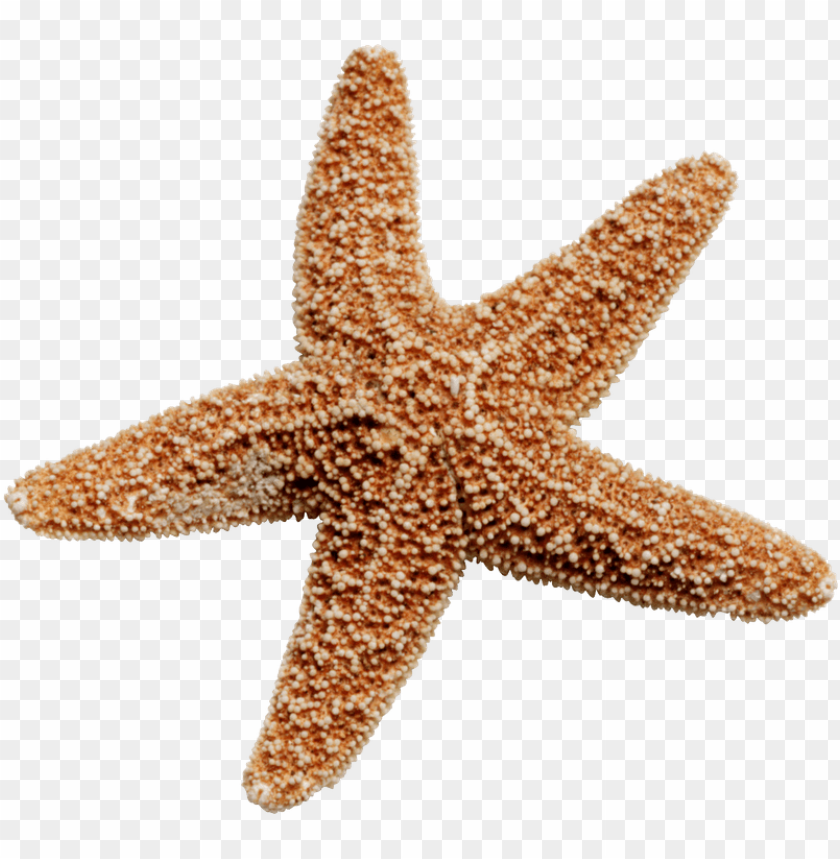 Free download | HD PNG starfish png PNG transparent with Clear ...
