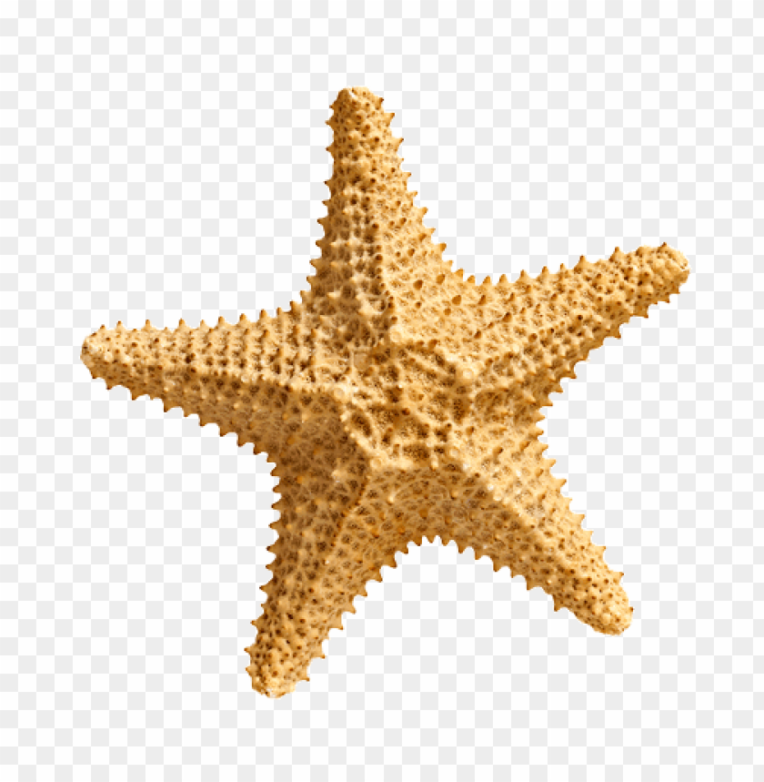 Free download | HD PNG starfish png PNG transparent with Clear ...