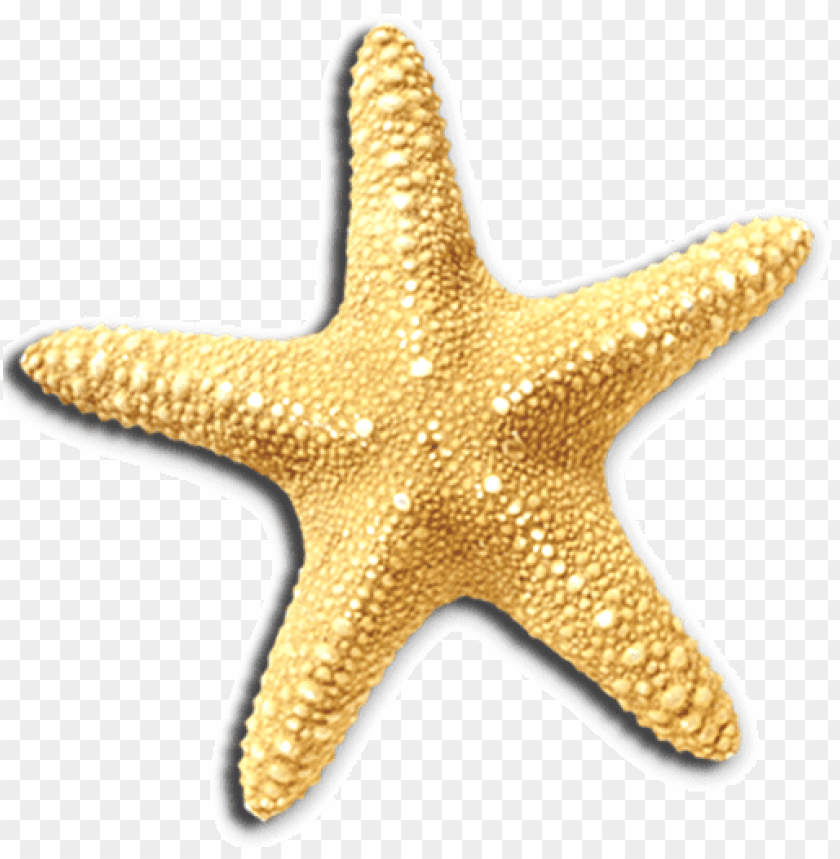 Free download | HD PNG starfish png PNG transparent with Clear ...