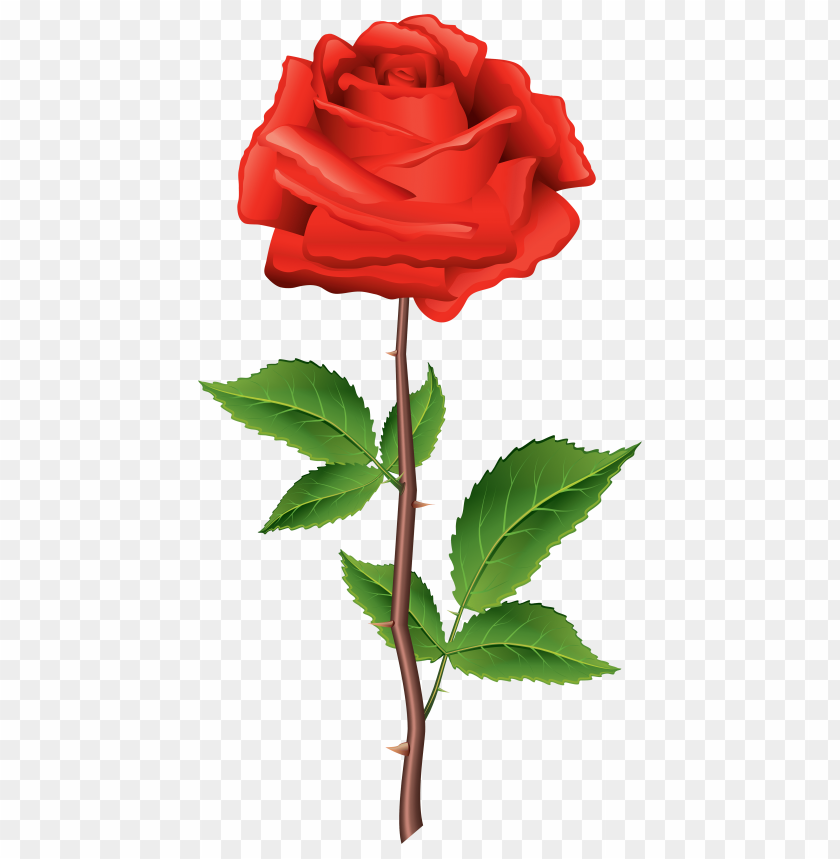 Free download | HD PNG stem red rose clipart png photo - 32322 | TOPpng