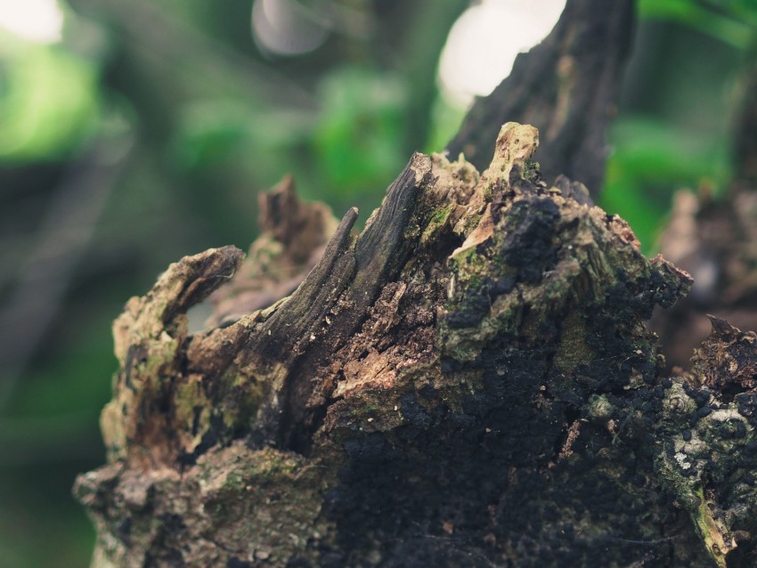 Free download | HD PNG stump bark moss 4k wallpaper | TOPpng