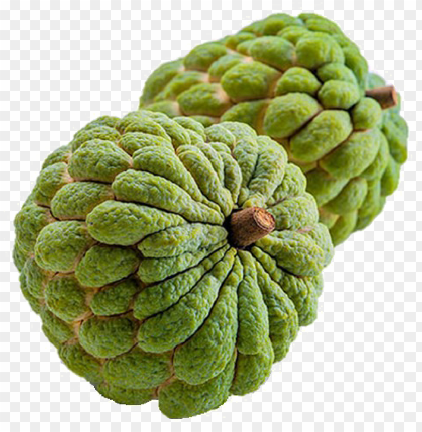 sugar apple png image transparent custard apple fruit png image with transparent background toppng custard apple fruit png image with