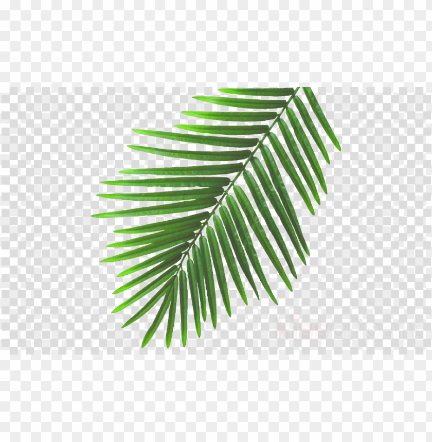 Free download | HD PNG summer leaves png clipart leaf clip art beach ...