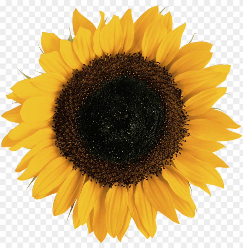 Free Free Sunflower Svg Images 163 SVG PNG EPS DXF File