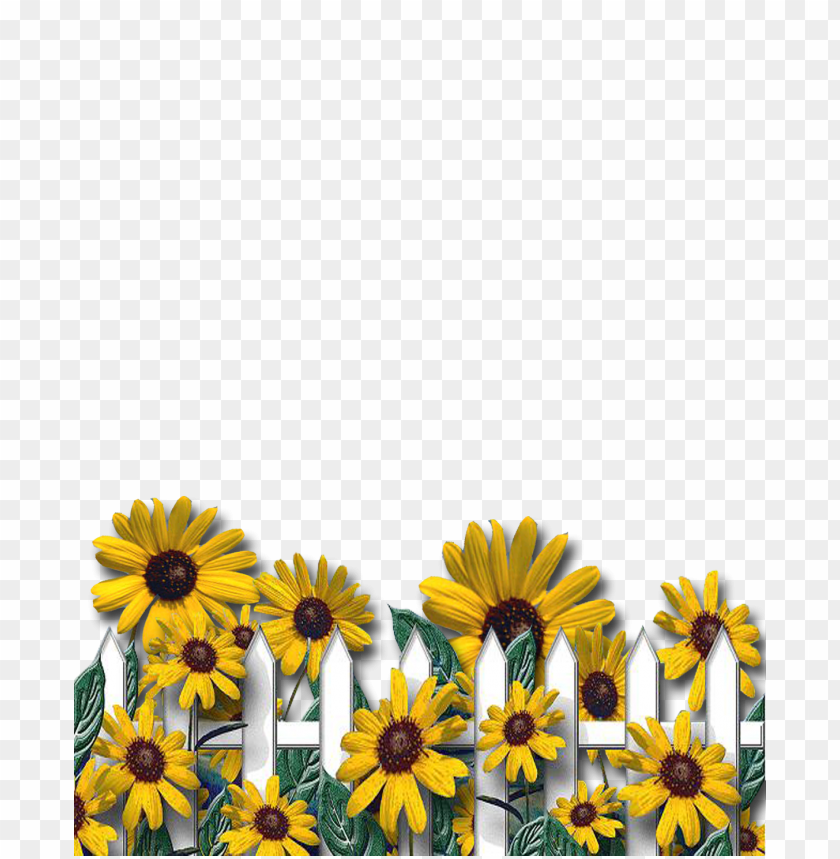 Download sunflower border png png - Free PNG Images | TOPpng