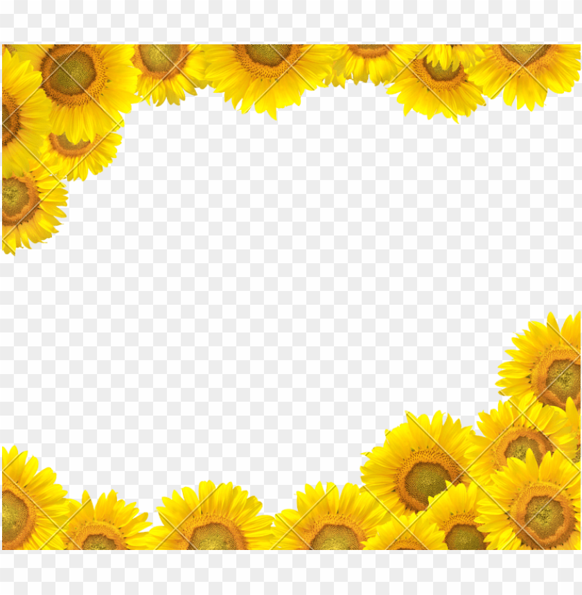 Sunflower Clipart Boarder Sunflower Design Border Clipart Png