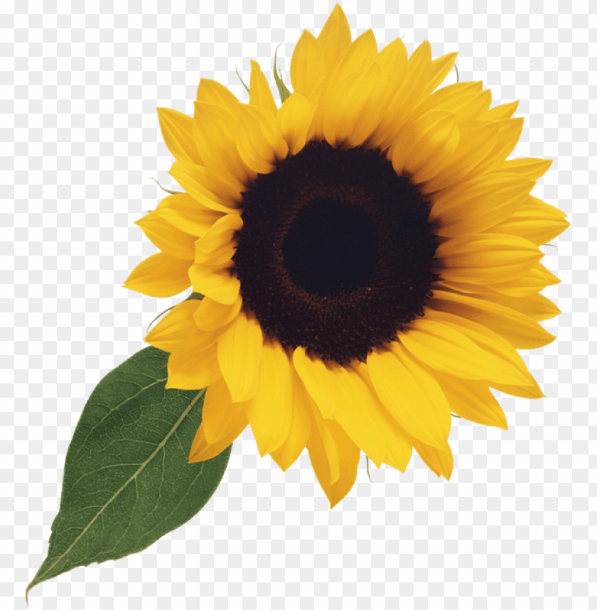 Download Transparent Background Sunflower Clip Art