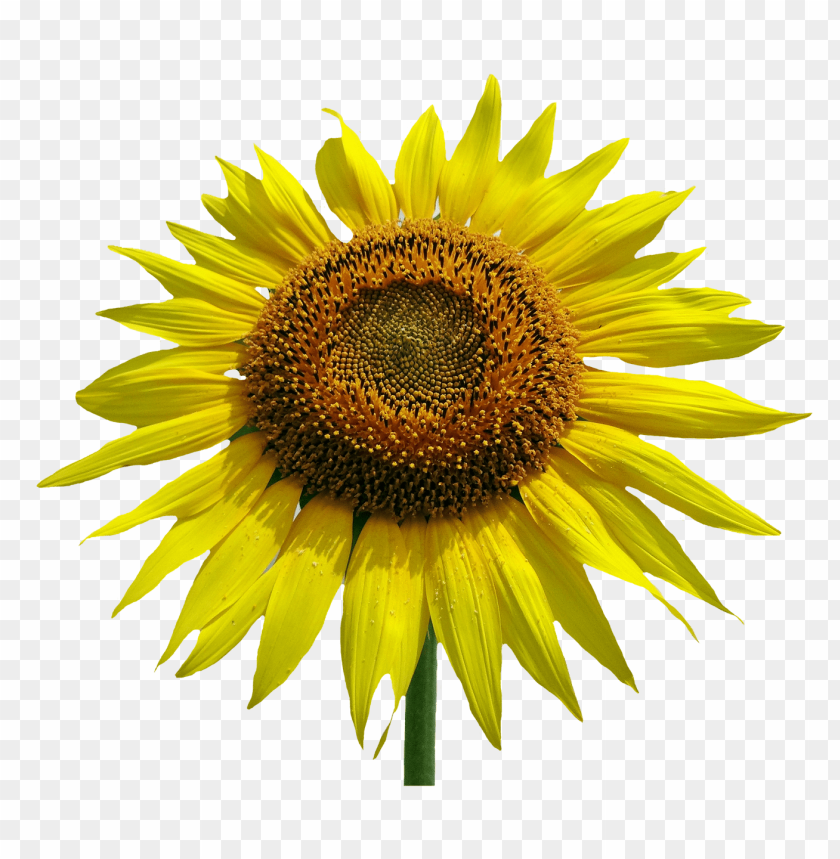 Download Sunflower Flower Png Images Background Toppng Images, Photos, Reviews