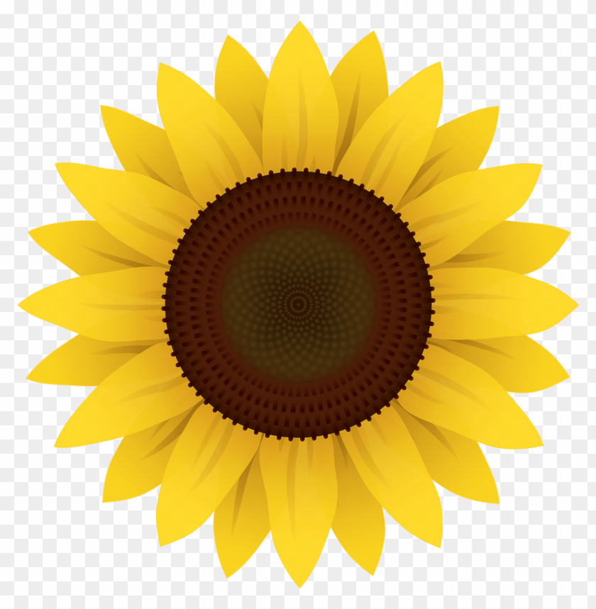 Sunflower Png Png Image With Transparent Background Toppng