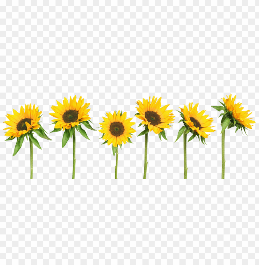 Sunflower Png Tumblr Png Image With Transparent Background Toppng