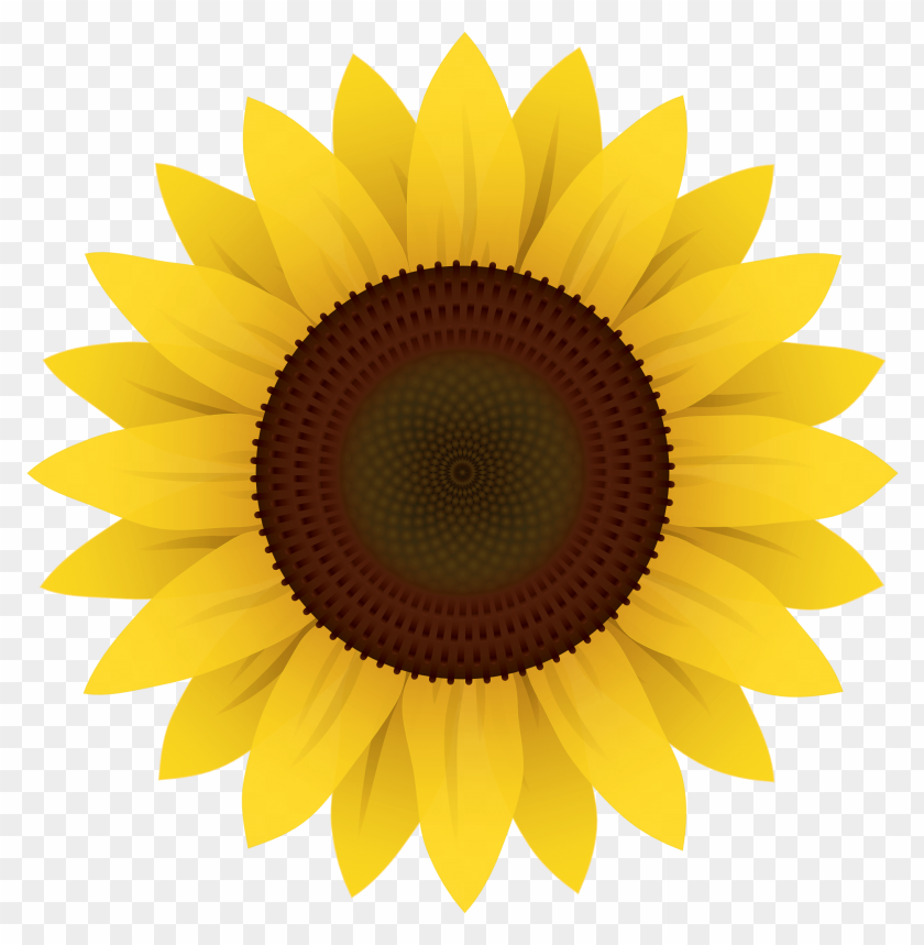 Free Free 347 Realistic High Resolution Sunflower Svg SVG PNG EPS DXF File