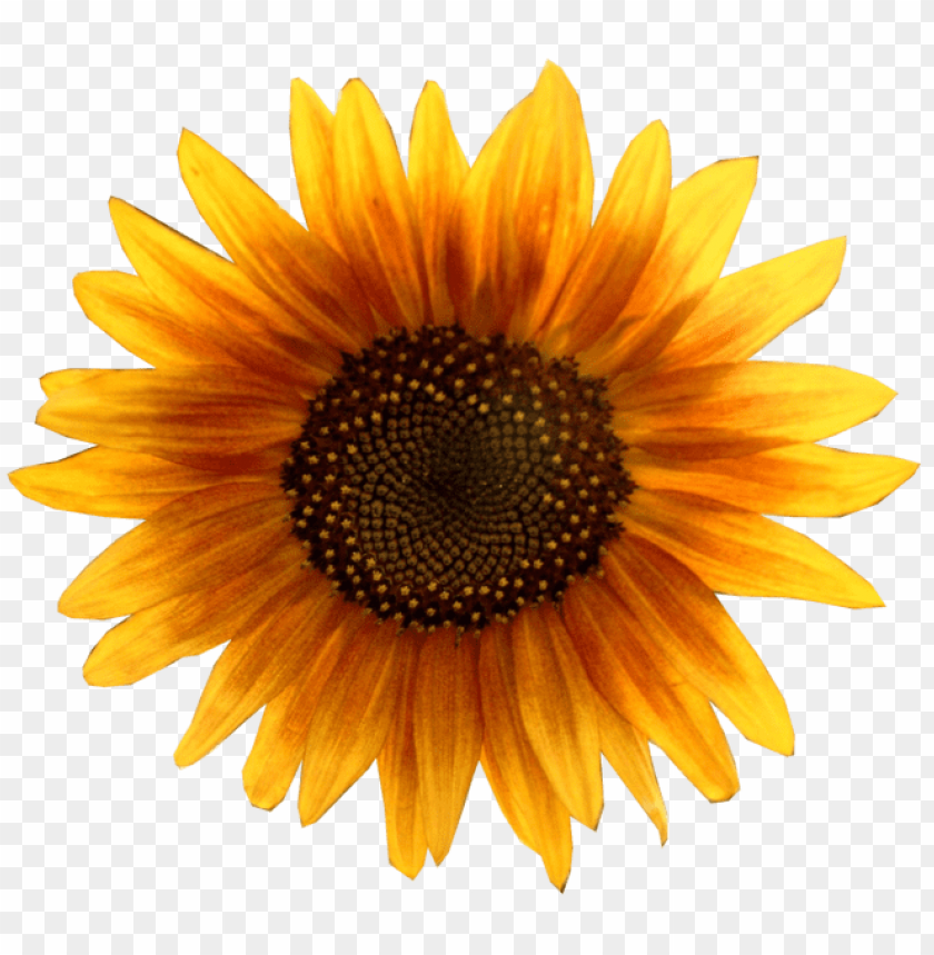 Free Free 124 Vector Sunflower Svg SVG PNG EPS DXF File