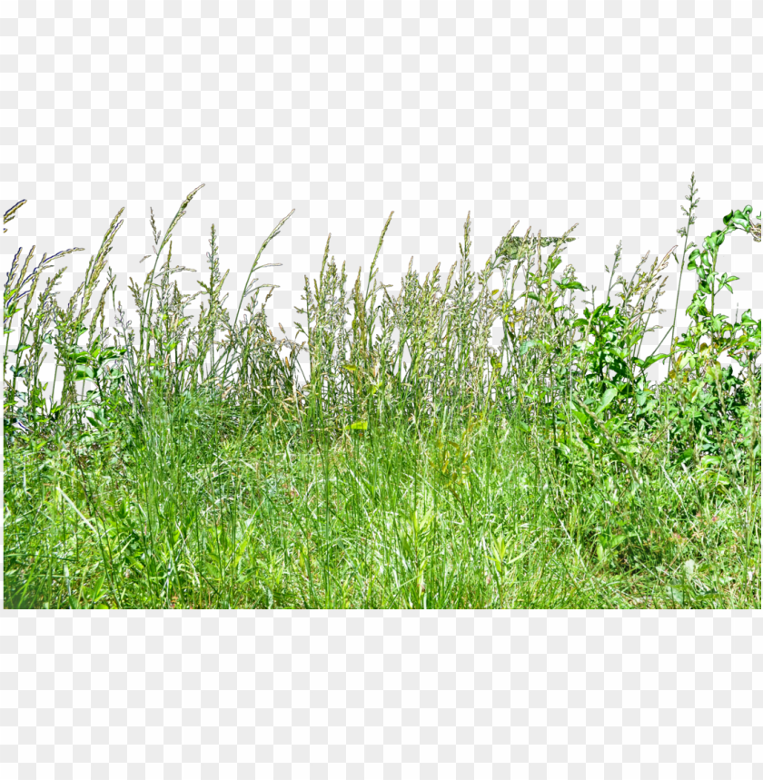 Transparent background minecraft grass block transparent png,tall grass grass png image with