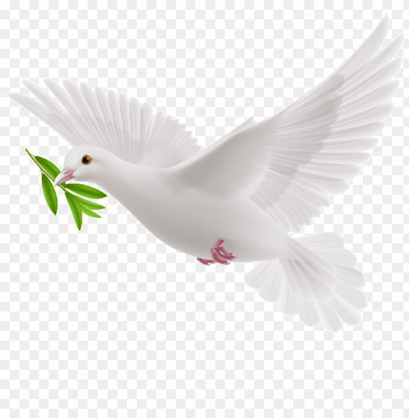 Free download | HD PNG this graphics is peace dove cartoon transparent ...