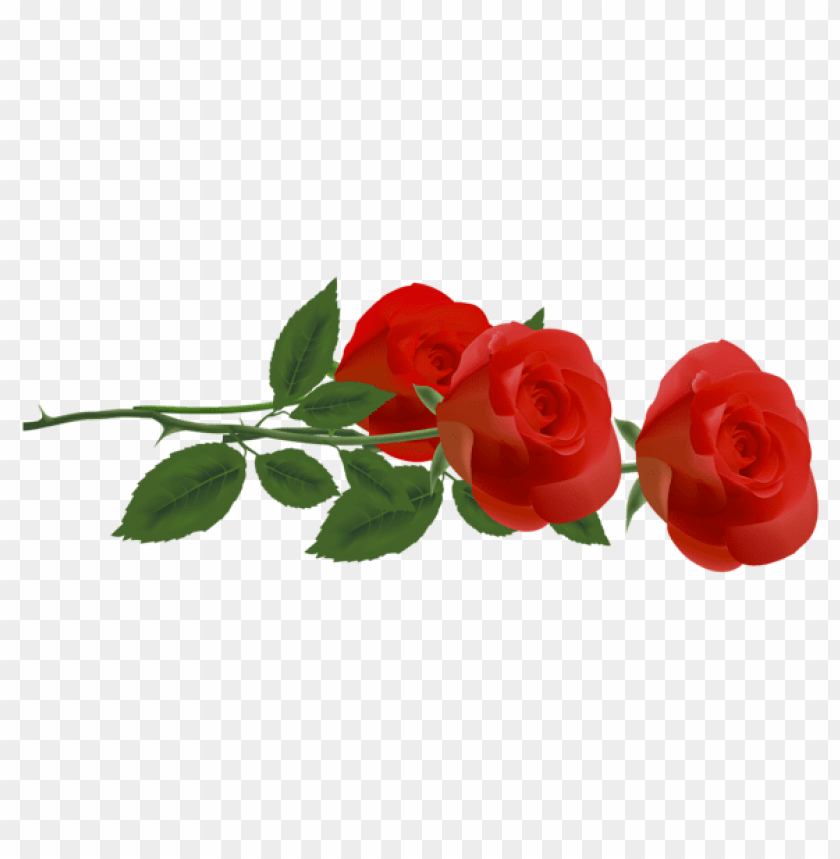 Free download | HD PNG PNG image of three red rosespicture with a clear ...