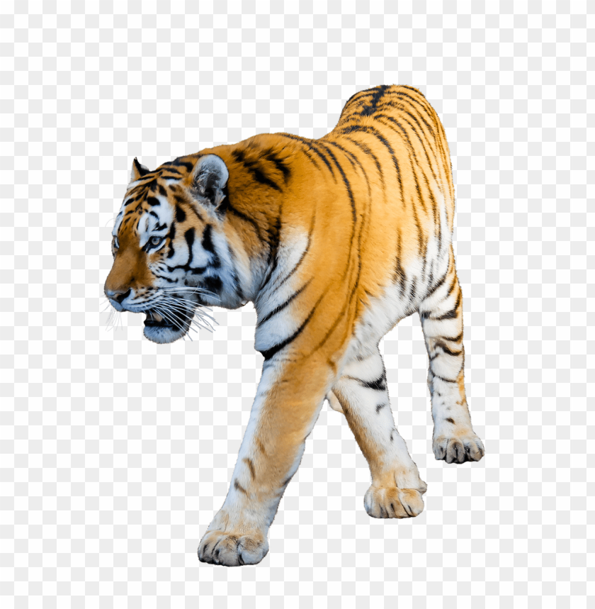 Free Download Hd Png Tiger Walking Toppng
