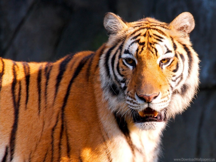 Free download | HD PNG tiger wallpaper background best stock photos ...