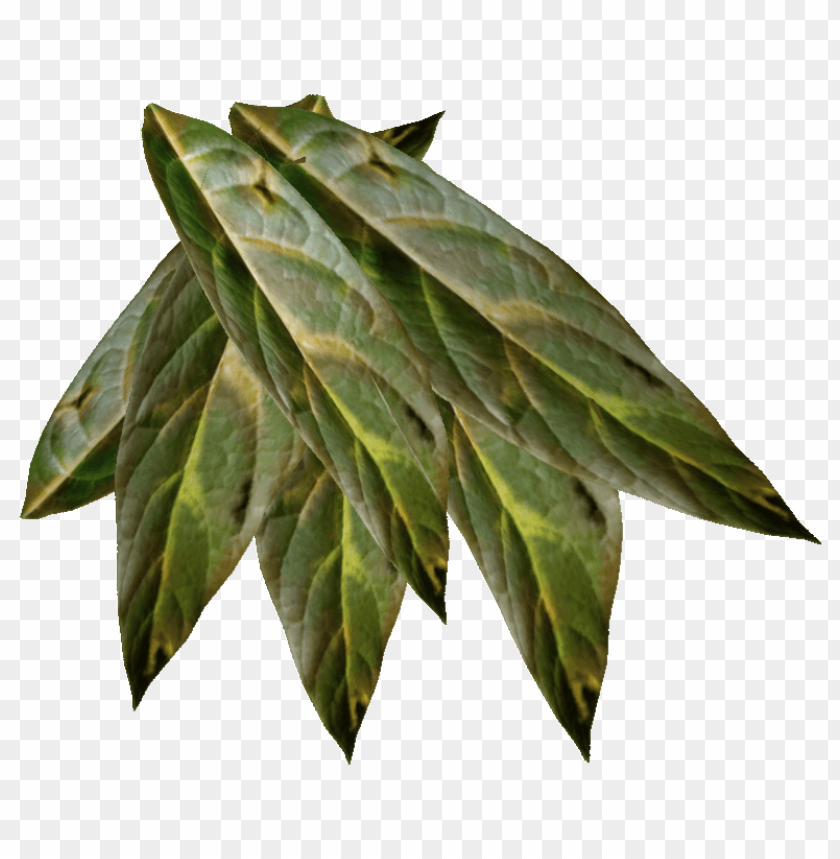 Free download | HD PNG PNG image of tobacco with a clear background ...