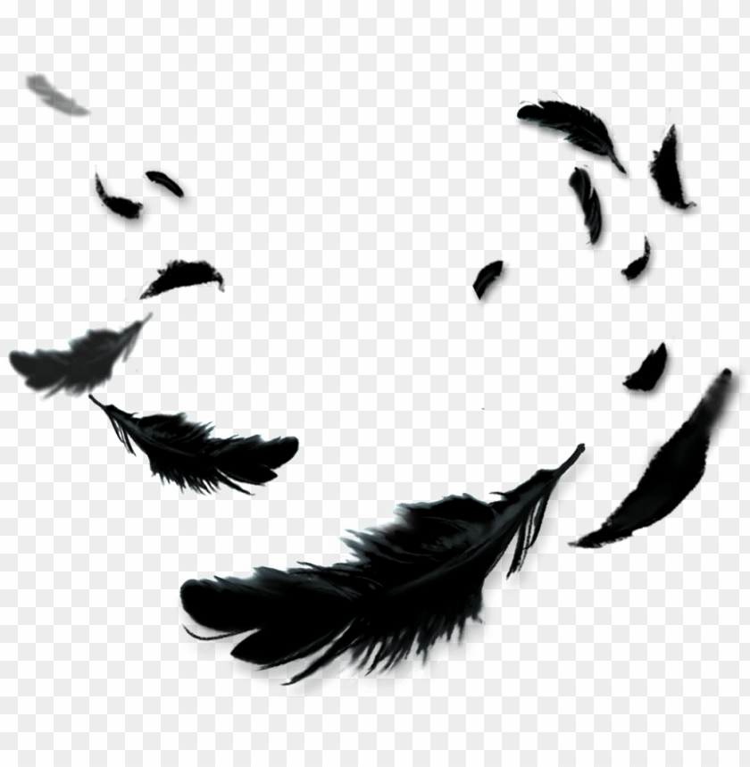 Download transparent crow feathers png - Free PNG Images | TOPpng