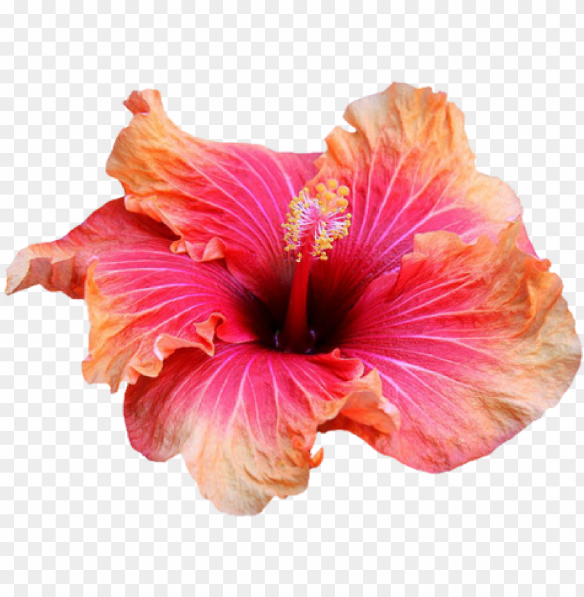 Transparent Flowers Transparent Hibiscus Flowers Png Tropical