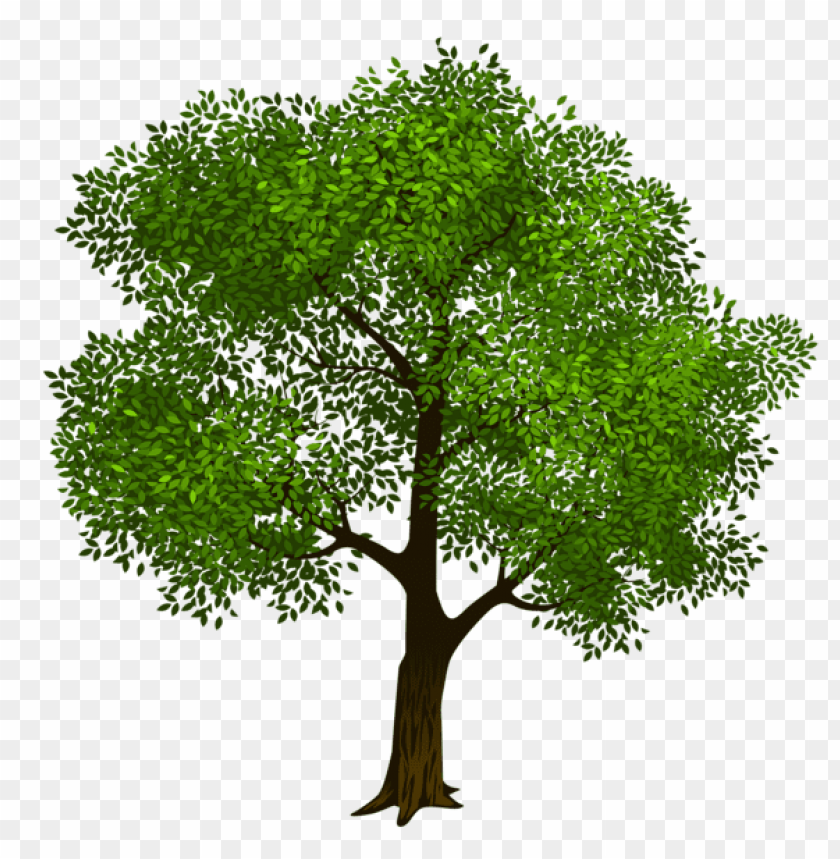 Free download | HD PNG PNG image of tree with spreading green canopy ...