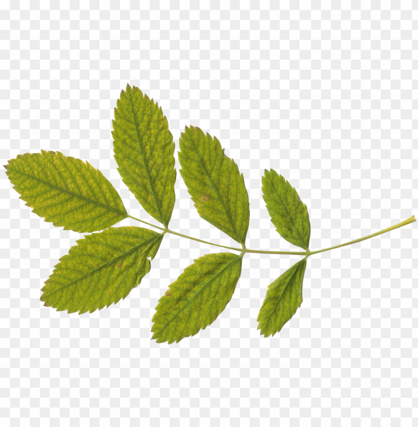 Free download | HD PNG transparent leaf PNG transparent with Clear ...