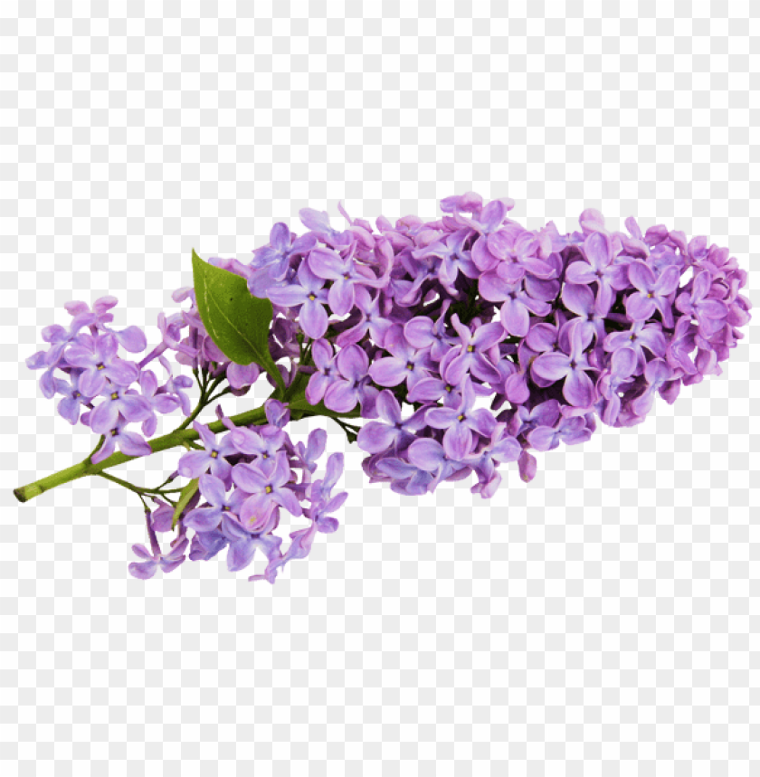 Free download | HD PNG Download transparent lilac png images background ...