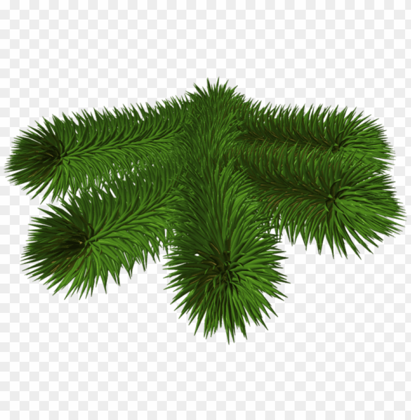 Free download | HD PNG transparent pine branch 3d picture PNG Images ...