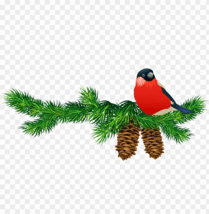 Free download | HD PNG transparent pine branch with cones and bird PNG ...