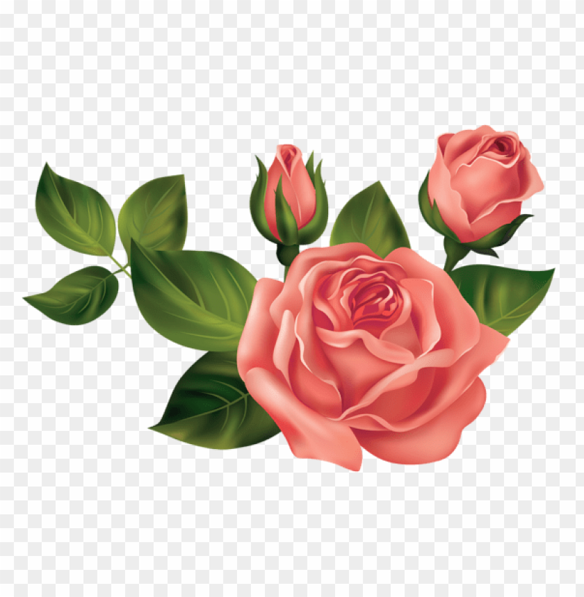Free download | HD PNG PNG image of transparent rosespicture with a ...